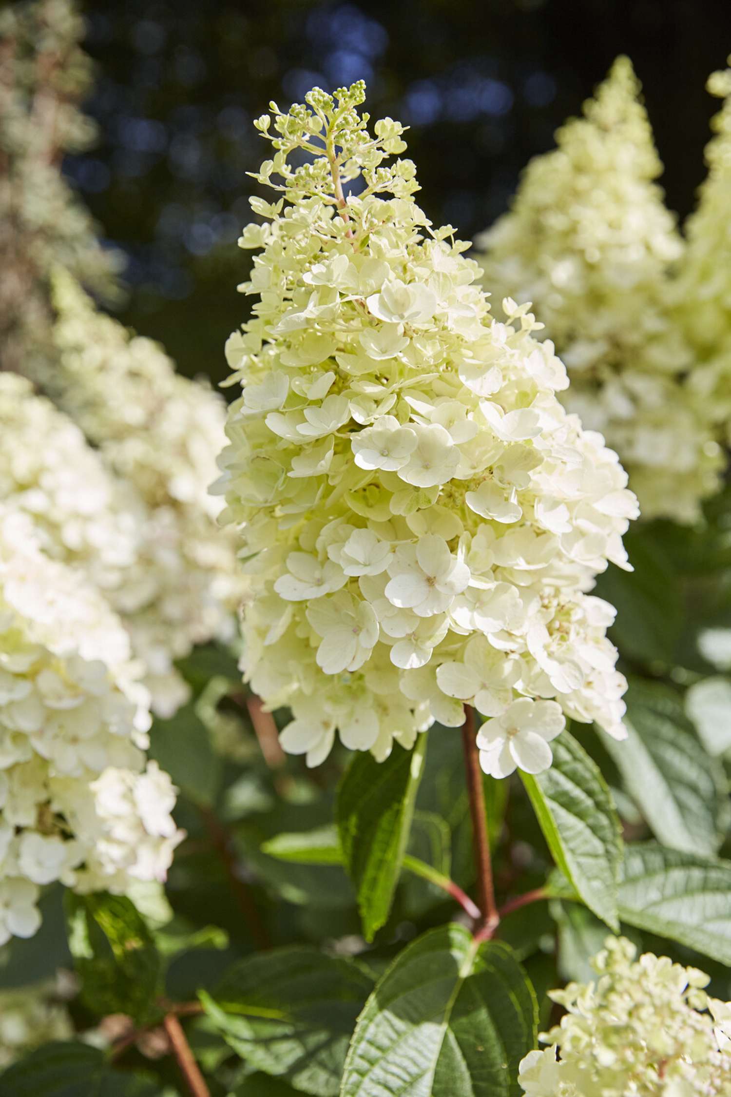 Die Hortensie ‘Pinky Winky’